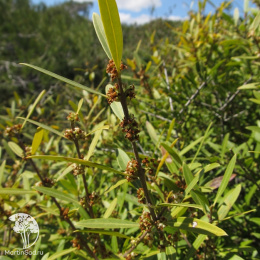 Филлирея узколистная