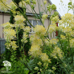 Василистник жёлтый