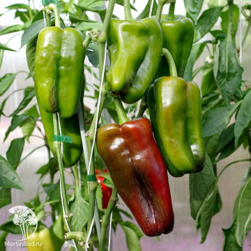 Фото Перец сладкий Ламуйо F1 ( 2-ной пак.)