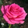 Роза чайно-гибридная Топаз фото 1 