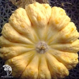 Дыня Необычайная F1 автор.