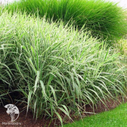 Фалярис тростниковый Пикта