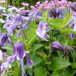 Клематис Литтл Артист