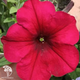 Петуния &quot;Изи Вэйв&quot; Берри Велюр F1 каскадно-ампельная