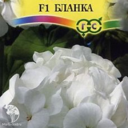 Пеларгония Бланка