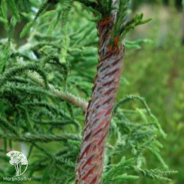 Криптомерия японская Расен