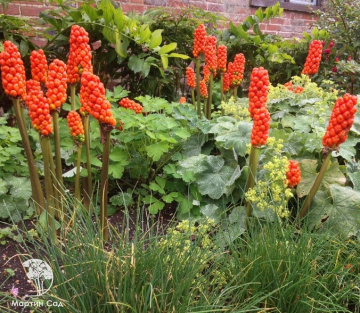 Фото Аронник Итальянский