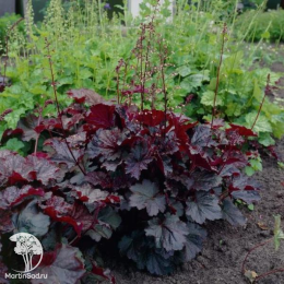 Сверхвыгодный микс! Гейхера Блэк Таффета + Гейхера Обсидиан +  Гейхера Палас Пурпл