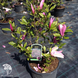 Магнолия гибридная Сьюзан