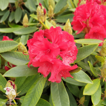 Фото Рододендрон гибридный Вулкан Флейм