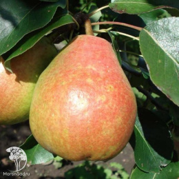 Груша гибрид Москвичка + Чижовского