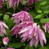 Клематис Пинк Сюрпрайз фото 2 