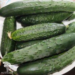 Огурец Крокодил Гена F1 --- ® Парт