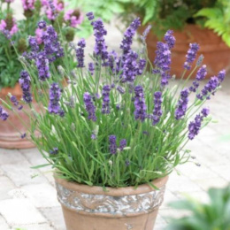 Лаванда узколистная Хидкот Компакт
