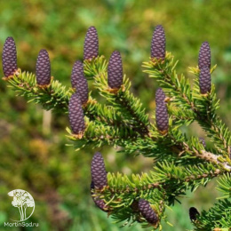 Ель сибирская в кадке