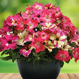 Характеристики Петунии Дольче Фраголино