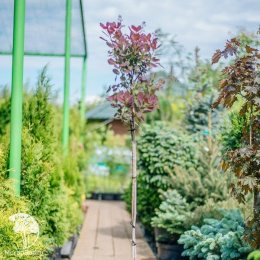 Скумпия кожевенная Фоллис Пурпуреус на штамбе