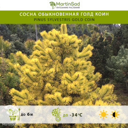 Сосна обыкновенная Голд Коин
