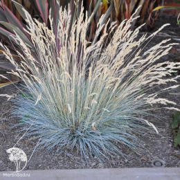 Овсяница сизая Блауглут