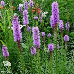 Лиатрис Фламинго