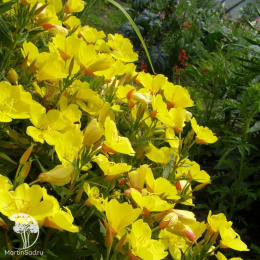 Энотера Желтая свеча