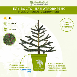 Ель восточная Атровиренс