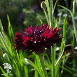 Василек Темно-бордовый,  серия Блэк