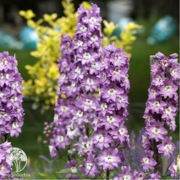 Delphinium Pacific Giant  Astolat Дельфиниум Пацифик Джиант Астолат