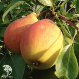 Груша Кафедральная