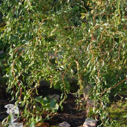 Ива матсуды Пендула