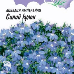 Лобелия Синий кулон, ампельная, серия Лавандовые грезы 