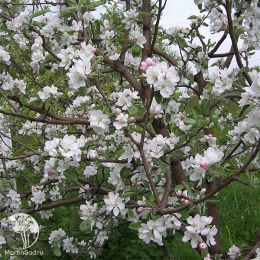 Яблоня домашняя Кокс Оранж Пиппин на штамбе
