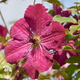 Клематис Карменсита