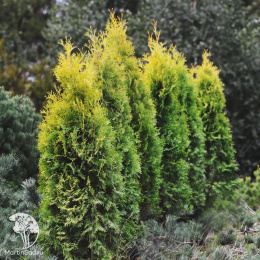 Туя западная Голден Рокет