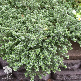 Тимьян лимоннопахнущий Мистик Лемон