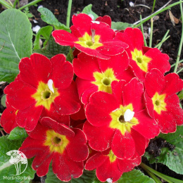 Примула Ромио красная  махровая F1