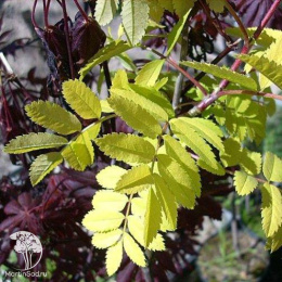 Рябина обыкновенная Розина Ауреа