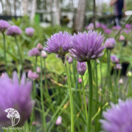  Шнитт-лук (скорода)