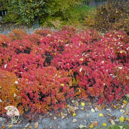 Барбарис Тунберга Грин Клауд