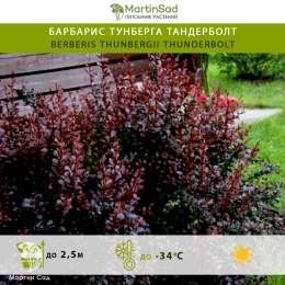 Барбарис Тунберга Тандерболт