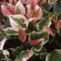  Тополь крупнолистный Аврора