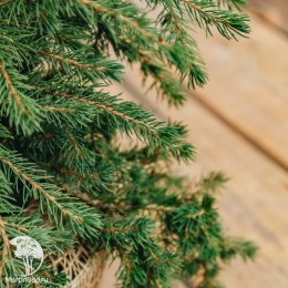 Ель Литл Нордик