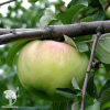 Сверхвыгодный комплект! Яблоня Богатырь + опылитель яблоня Жигулёвское фото 1 
