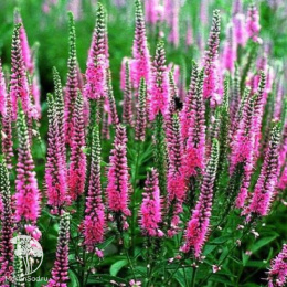 Вероника колосковая Пинк Шейдз