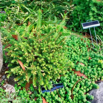 Фото  Ель Обыкновенная Заджесис