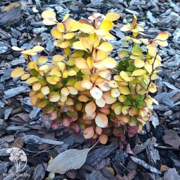 Барбарис тунберга Голден Торч