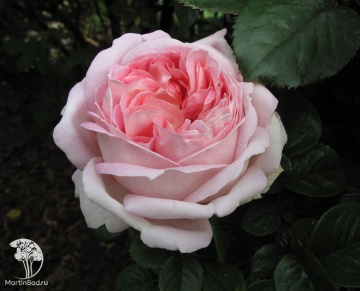 Фото Роза чайно-гибридная Эмейзинг Грейс