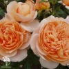 Роза флорибунда Зангерхаузер Юбиляумсрозе фото 1 