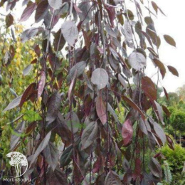 Яблоня пурпурная Пендула