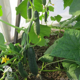 Огурец Бабушкин секрет F1